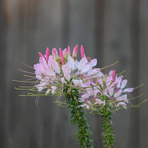 Puede incluir: Primer plano de dos flores de Cleome, también conocidas como flores de araña, con delicados pétalos rosas y blancos. Las flores tienen estambres largos y finos y se encuentran sobre un fondo gris borroso. Los tallos son verdes y espinosos.