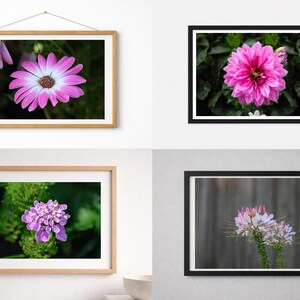 Peut inclure: Quatre tirages d'art floraux encadrés. En haut à gauche, une fleur rose et blanche en forme de marguerite. En haut à droite, un dahlia rose. En bas à gauche, une grappe de fleurs violettes. En bas à droite, une grappe de fleurs roses et blanches.