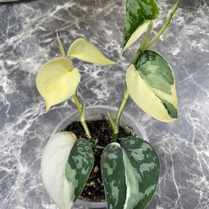 Scindapsus Mayari