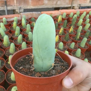 Mini Cactus Succulent Plant – 5–8cm Live Decorative Plant for Home or Garden