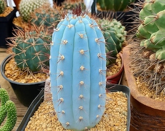 Cipocereus Bradei Blue Cactus | Live Blue Plant Unique Succulent