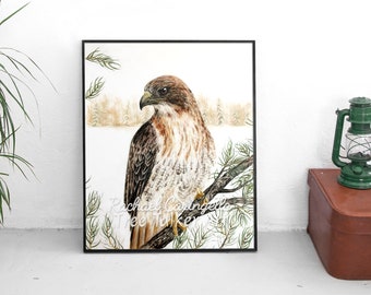 Red Tailed Hawk - Hawk Art - Realistic Hawk - by Tree Talker Art Rachael Caringella