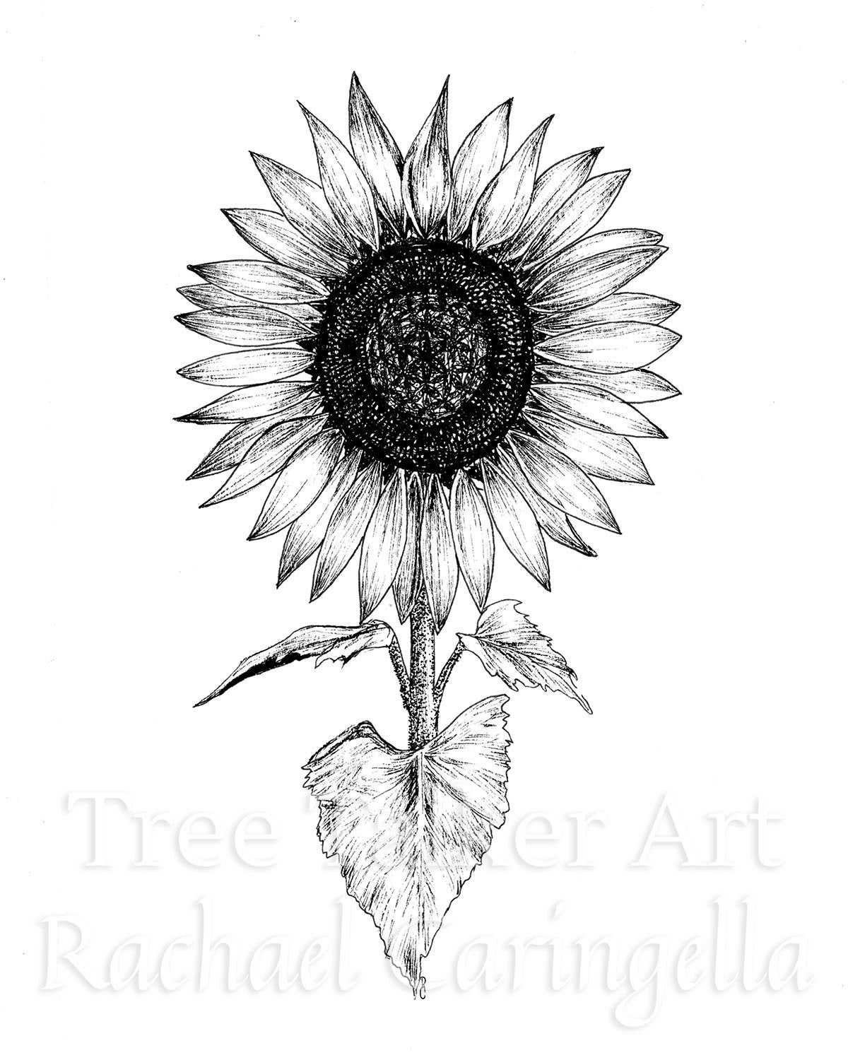 Black And White Sunflower Drawing