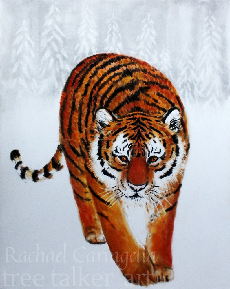 Stalking Tiger Print Small Tiger Print Tiger Art 4x6 Art Print mini art print rachael caringella image 2