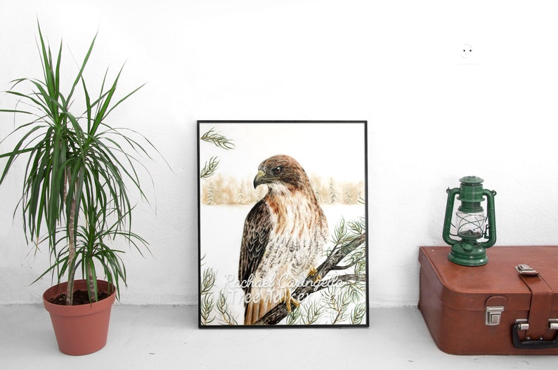 Red Tailed Hawk Hawk Art Realistic Hawk by Tree Talker Art Rachael Caringella image 1