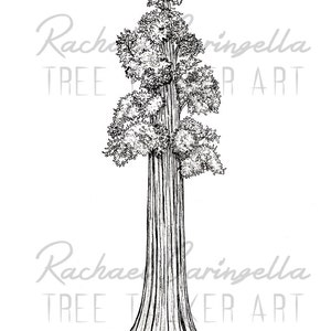 Giant Sequoia Art Print Rachael Caringella Giclee Fine Art Print Pen and Ink Illustration Giant Redwood Illustration image 2