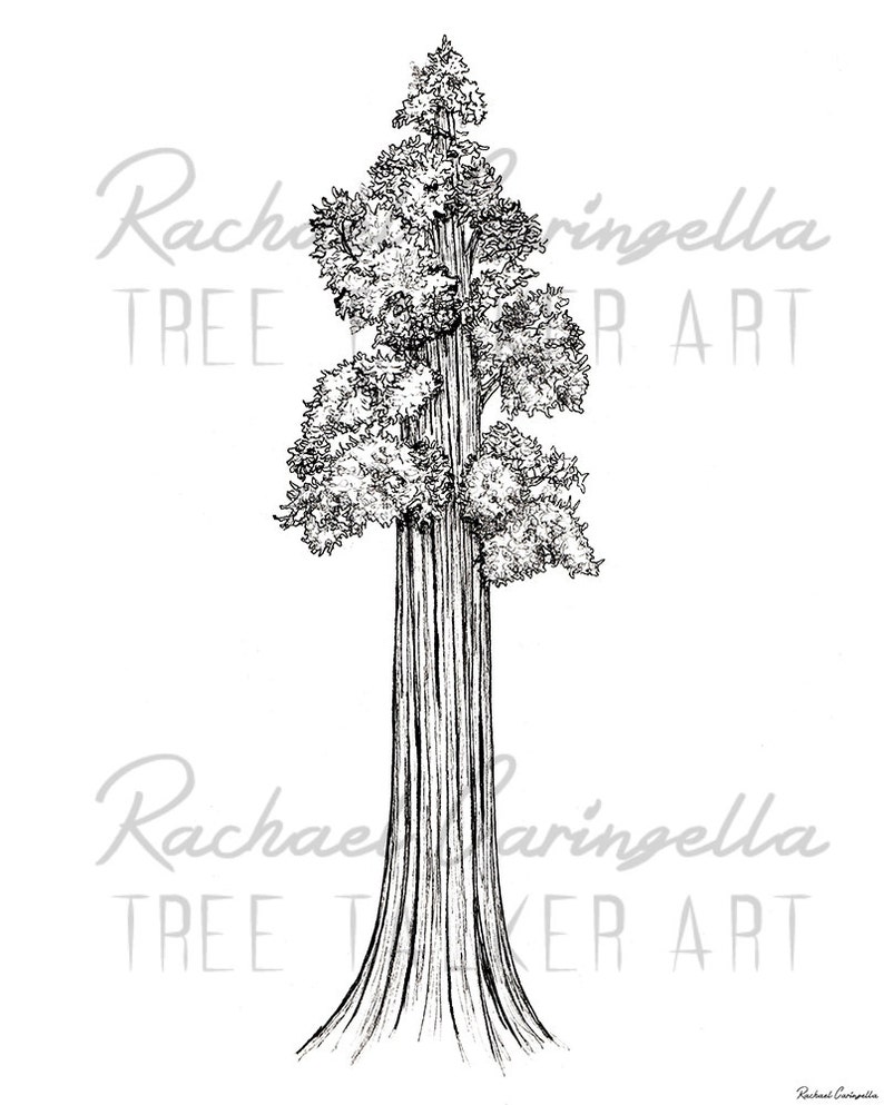 Giant Sequoia Art Print Rachael Caringella Giclee Fine Art Print Pen and Ink Illustration Giant Redwood Illustration image 2