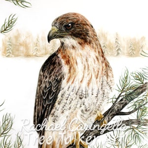 Red Tailed Hawk Hawk Art Realistic Hawk by Tree Talker Art Rachael Caringella image 2