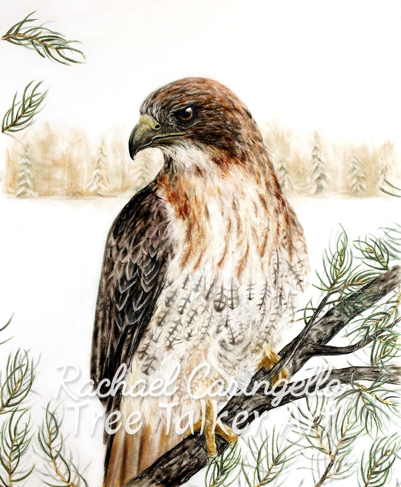 Red Tailed Hawk Hawk Art Realistic Hawk by Tree Talker Art Rachael Caringella image 2