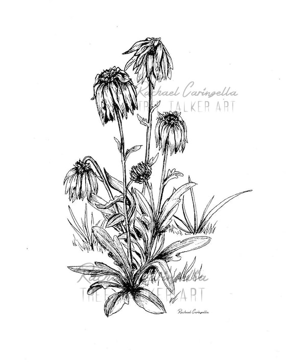 Dying Flowers Illustration Giclee Fine Art Print Pen And Etsy