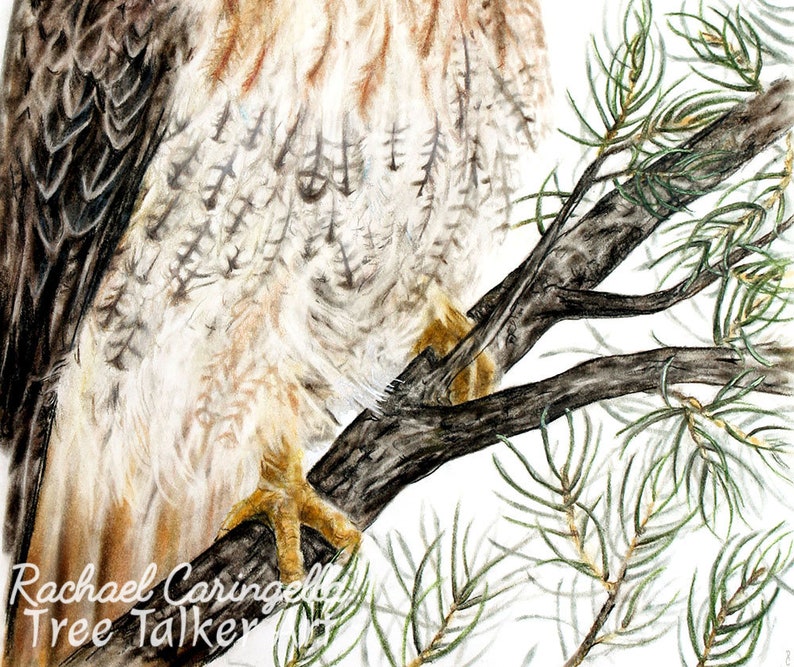 Red Tailed Hawk Hawk Art Realistic Hawk by Tree Talker Art Rachael Caringella image 4