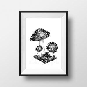 Pilz zeichnung schwarz weiß - Giclee Fine Art Print - Stift und Tinte Illustration - Amanita Pilz Illustration
