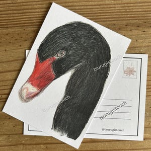 Cartão postal A6 cisne negro | pequena impressão artística ilustrada | correio tradicional