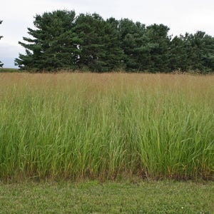 Switchgrass Seeds – (1 tbsp) Approx. 9725 seeds, Native Warm Season Grass for Wildlife, Erosion Control, Prairie Restoration