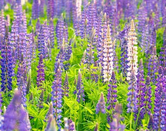 Wild Lupine - IA Native- 1 tsp