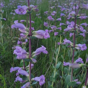 Shell-Leaf Penstemon wildflower seed - 1 tsp