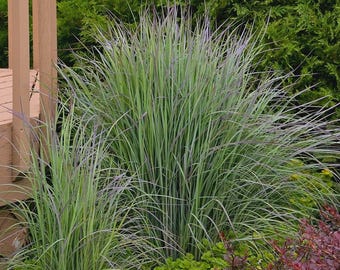 Little Bluestem Native Prairie Grass Seeds – 1 Tbsp