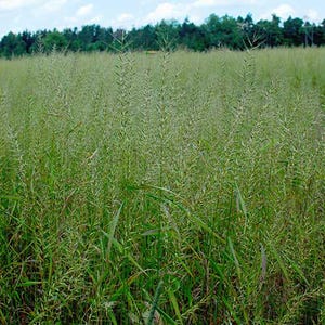 May include: A field of tall green grass with seed heads, under a blue sky with scattered clouds. A line of trees is visible in the distance. The grass is the primary focus of the image.