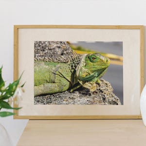 Iguana Photo Print: Tropical Reptile Wall Art