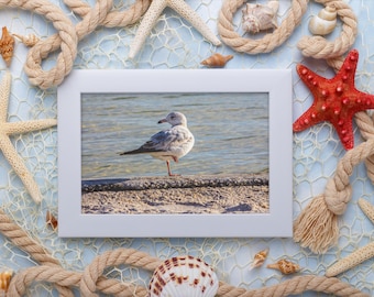 Mewa, wydruk nadmorski: fotografia ptaków plażowych, sztuka ścienna w stylu marynistycznym