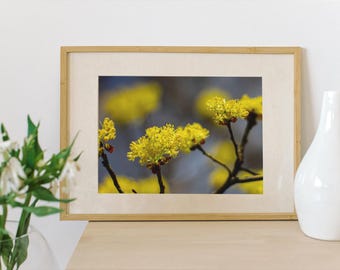 Yellow Spring Blossom Print, Spring Flower Wall Art