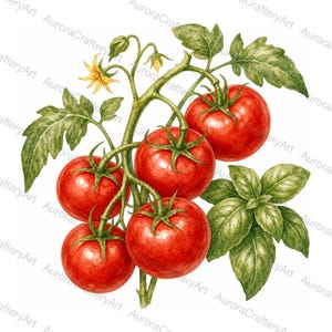 Peut inclure: Une illustration à l'aquarelle d'un plant de tomate avec cinq tomates rondes rouge vif attachées à des tiges vertes avec des feuilles dentelées et de petites fleurs jaunes, accompagnées d'un bouquet de feuilles de basilic vert vif.