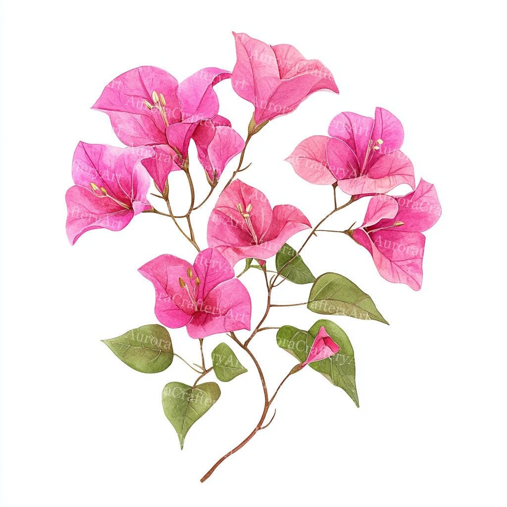 ブーゲンビリアの花のクリップアート18点：水彩ピンクの花のアート