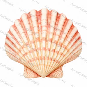 May include: A fan-shaped scallop shell featuring a symmetrical radial ribbed texture. The shell displays a gradient of cream and white tones accented by soft coral-pink horizontal bands that follow the natural curvature of the ridges.