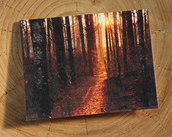 Sunset in the Pines - 1 blank note card