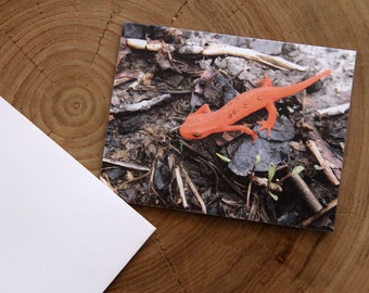 Eastern Newt - Juvenile - 1 blank note card