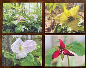 SALE - Colourful Trilliums - 4 blank note cards - Green Trillium, Pink Trillium, Red Trillium, Trilliums turning pink