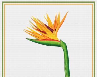 DIGITAL DOWNLOAD Pierre-Joseph Redouté  Bird of Paradise Flowers Orenco Originals Counted Cross Stitch Chart