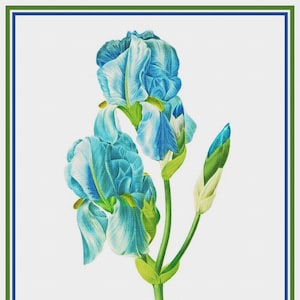 DESCARGA DIGITAL Pierre-Joseph Redouté Sweet Iris Flowers Orenco Originals Gráfico de punto de cruz contado