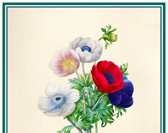 Anemone Flowers Inspired by an Illustration by Pierre Joseph Redoute Orenco Originals Counted Cross Stitch Pattern