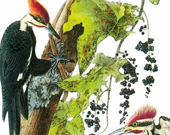 Digital DOWNLOAD John James Audubon's Pileated Woodpecker Birds Orenco Originals Counted Cross Stitch Chart / Pattern