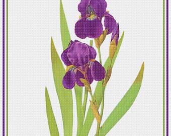 DIGITAL DOWNLOAD Pierre-Joseph Redouté  Bearded Iris Flower Orenco Originals Counted Cross Stitch Chart