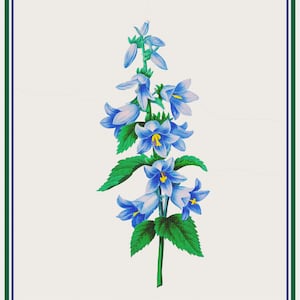DESCARGA DIGITAL Pierre-Joseph Redouté Bluebell Flowers Orenco Originals Tabla de punto de cruz contada