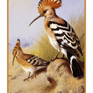 May include: A detailed illustration of two hoopoe birds. The birds have long, curved beaks, and distinctive crests. The plumage features a mix of brown, black, and white. The birds are perched on a rock and in a grassy area, with a soft, light blue background.