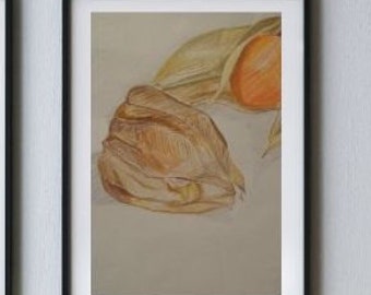 Digital Art Print - coloured pencil detail still life hand drawing of physalis for home decor and interior design warm colour accent
