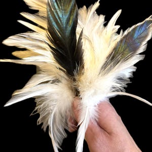 160 piece Brahma Rooster Black and White Chicken Feathers for Crafts!