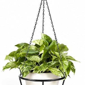 May include: A white ceramic plant pot held within a black metal wire basket frame. The pot contains a lush, variegated green and white pothos plant. The basket is suspended by three thin black metal chains that meet at a single top hook.