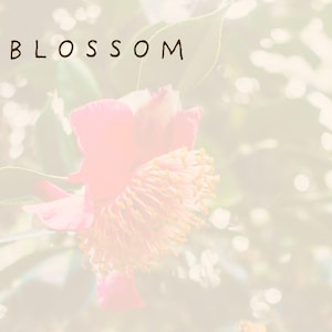 Blossom - A Self-Love Guided Light and Reflection Journal | Digital Download for Personal Growth & Mindful Transformation + Gift