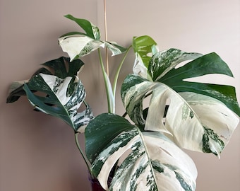 High Variegated Monstera Albo Holland : Rare Tropical Indoor Plant