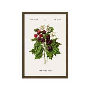 May include: Framed botanical print depicting blackberries. The illustration shows ripe, dark purple blackberries, red berries, white flowers, and green leaves. The print includes the text "Rubus fruticosus / Blackberries".