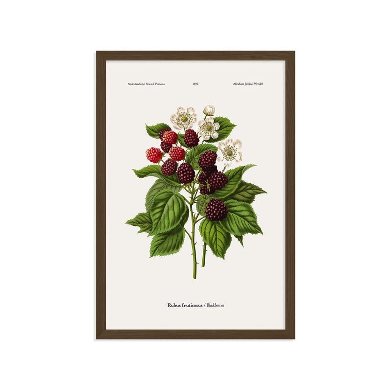 May include: Framed botanical print depicting blackberries. The illustration shows ripe, dark purple blackberries, red berries, white flowers, and green leaves. The print includes the text "Rubus fruticosus / Blackberries".
