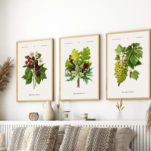 May include: Three framed botanical prints with detailed plant illustrations. The prints depict a blackberry branch, a collection of leaves and flowers, and a bunch of grapes. Each print is in a wooden frame, forming a cohesive wall art set.