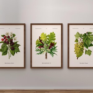 May include: Three framed botanical prints displayed on a white wall. The prints depict detailed illustrations of plants: raspberries, oak leaves, and grapes. Each print has a brown frame and a cream background.