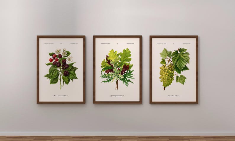 May include: Three framed botanical prints displayed on a white wall. The prints depict detailed illustrations of plants: raspberries, oak leaves, and grapes. Each print has a brown frame and a cream background.
