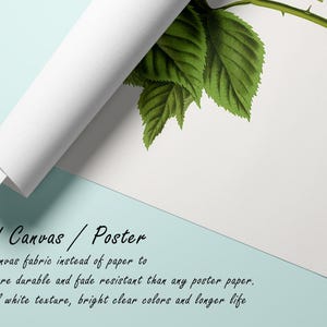 May include: Rolled canvas poster with a botanical illustration of green leaves and a stem, labelled "Rubus fruticosus". The canvas is rolled, showing its white texture. Text reads "Rolled Canvas / Poster". The poster is made of canvas fabric.