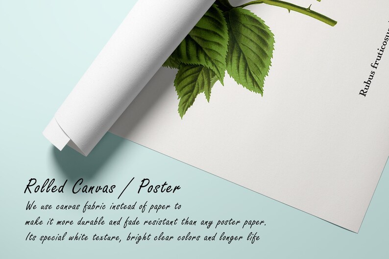 May include: Rolled canvas poster with a botanical illustration of green leaves and a stem, labelled "Rubus fruticosus". The canvas is rolled, showing its white texture. Text reads "Rolled Canvas / Poster". The poster is made of canvas fabric.